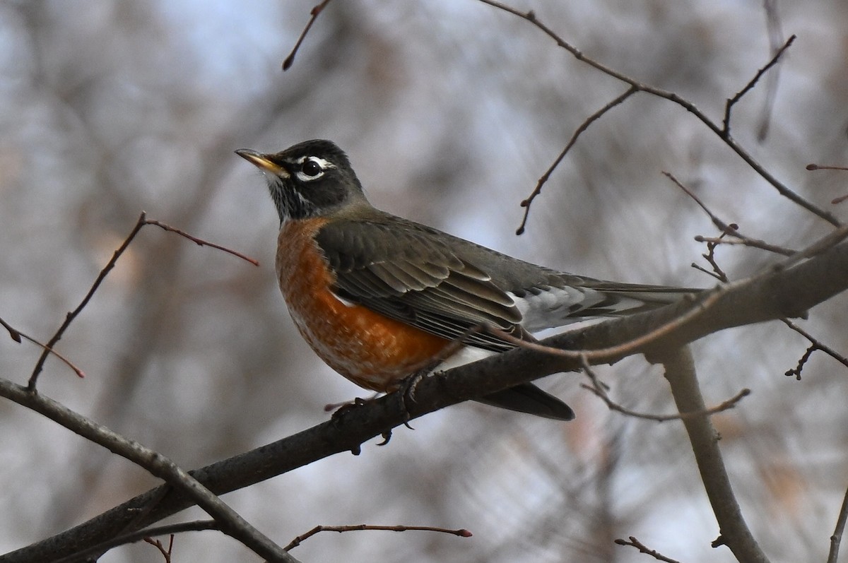 Göçmen Ardıç - ML647792016