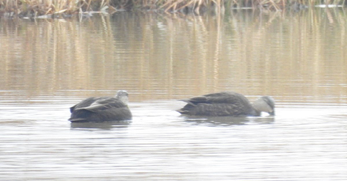 Esmer Ördek - ML647792017