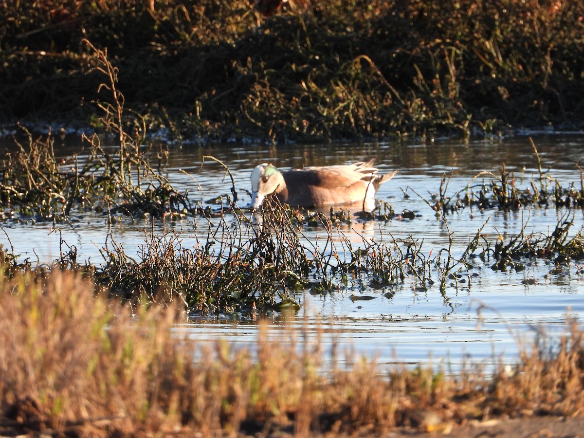 Amerika Fiyusu - ML647792021