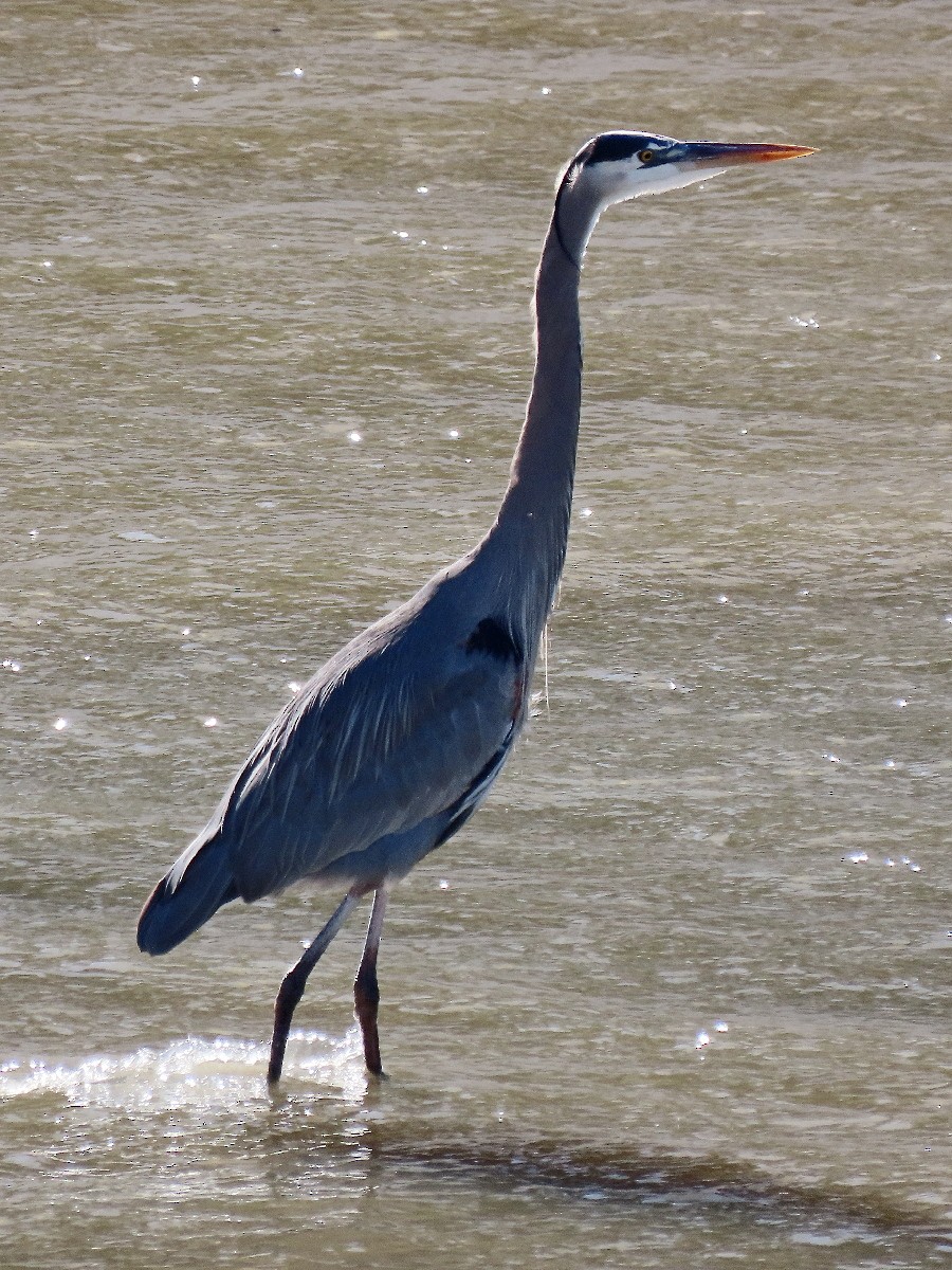 Amerika Gri Balıkçılı - ML647792022