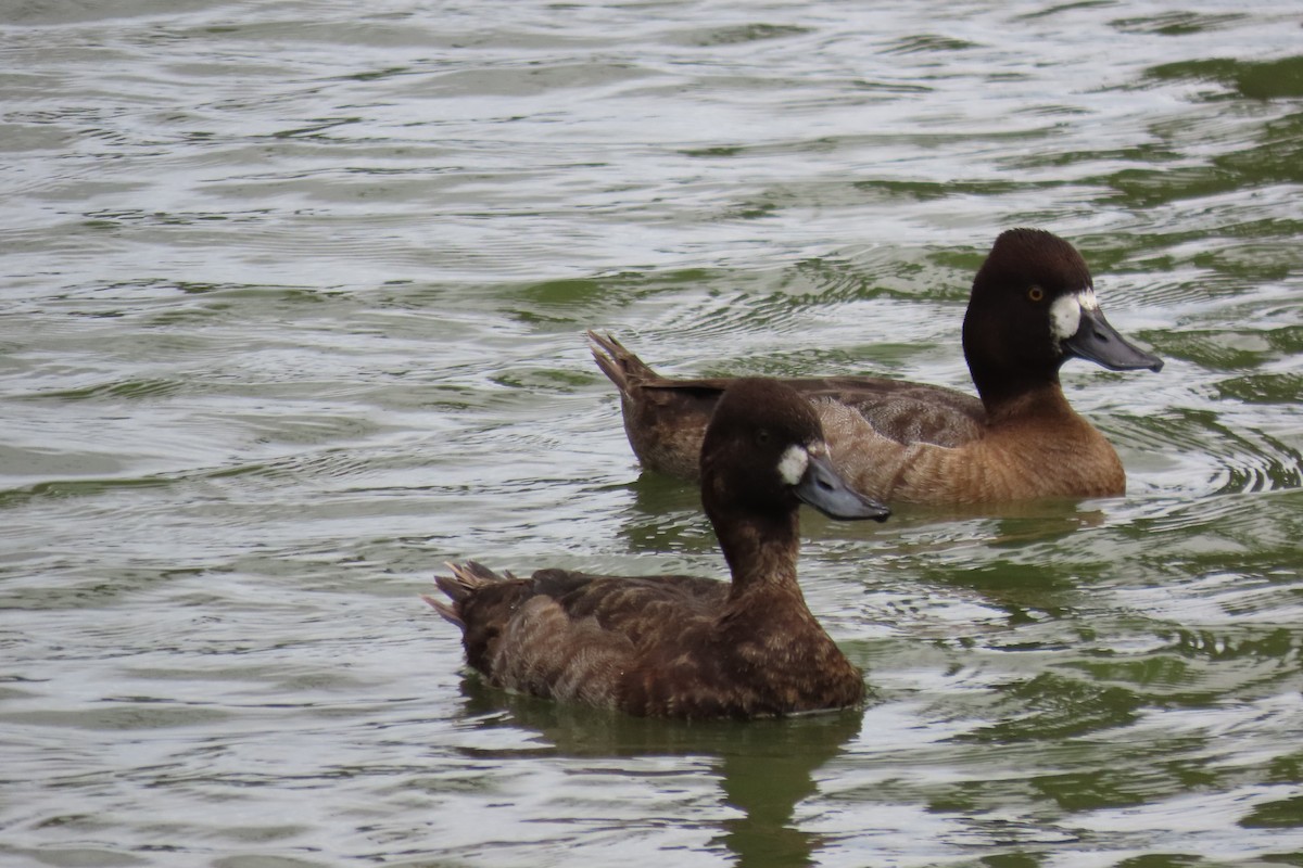 Morbaş Patka - ML647792023