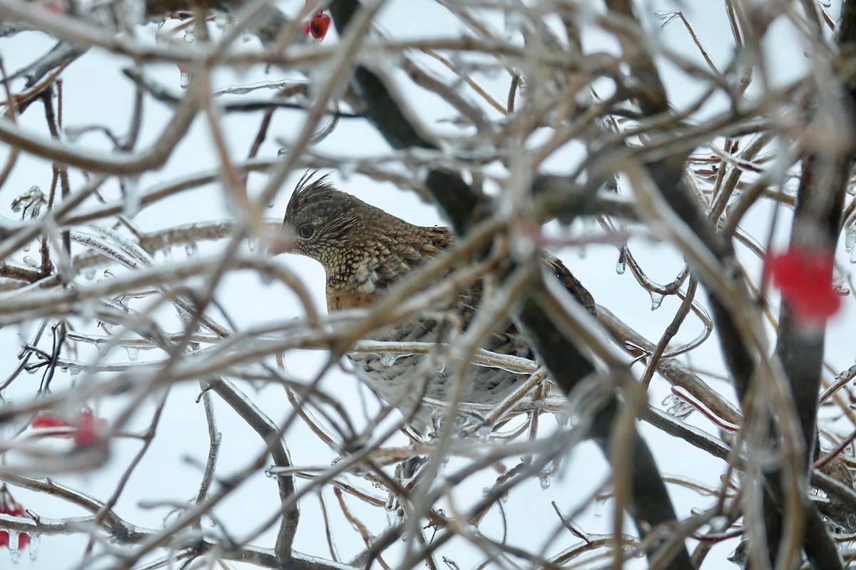 Yakalı Orman Tavuğu - ML647792027