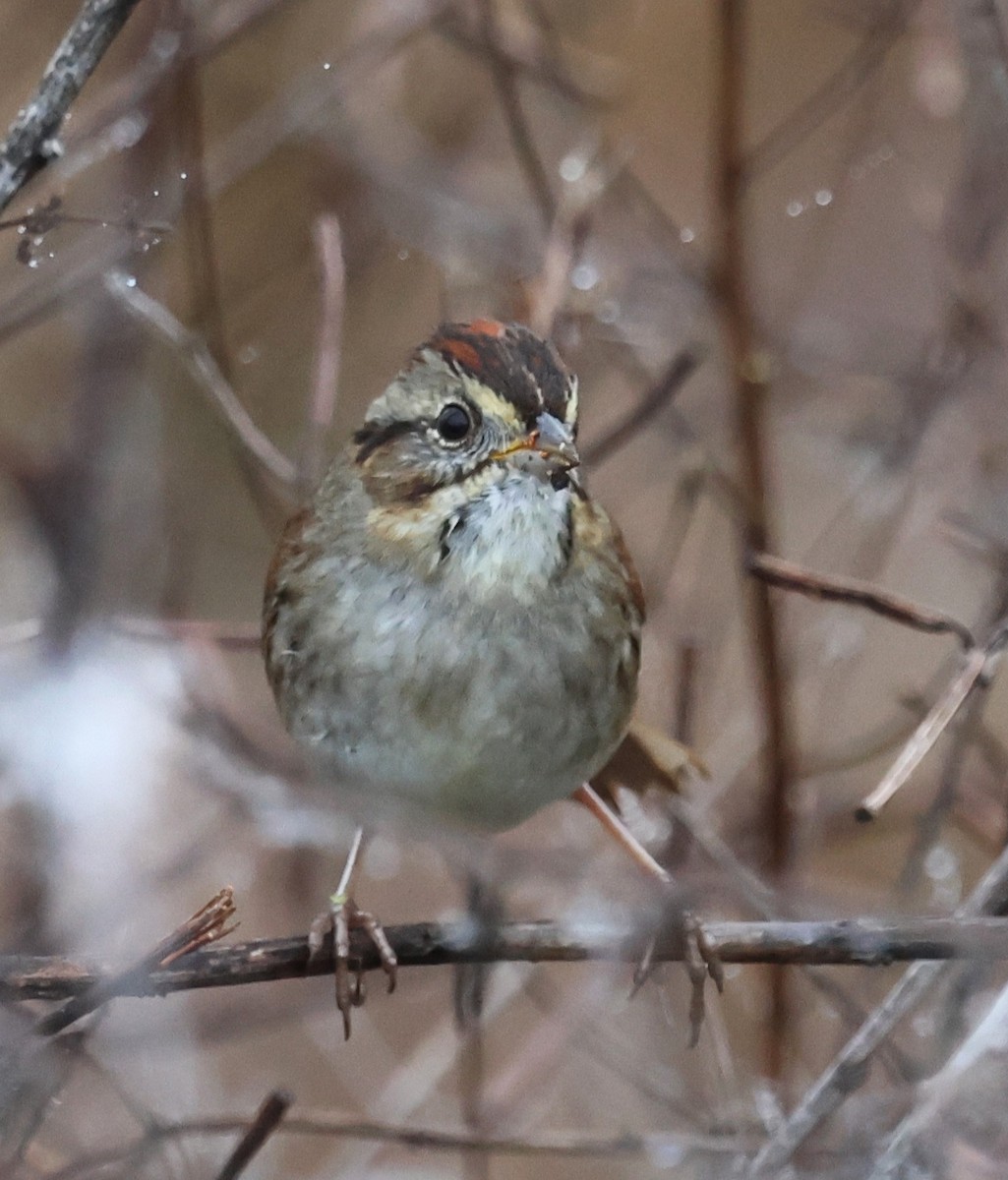 Bataklık Serçesi - ML647792028