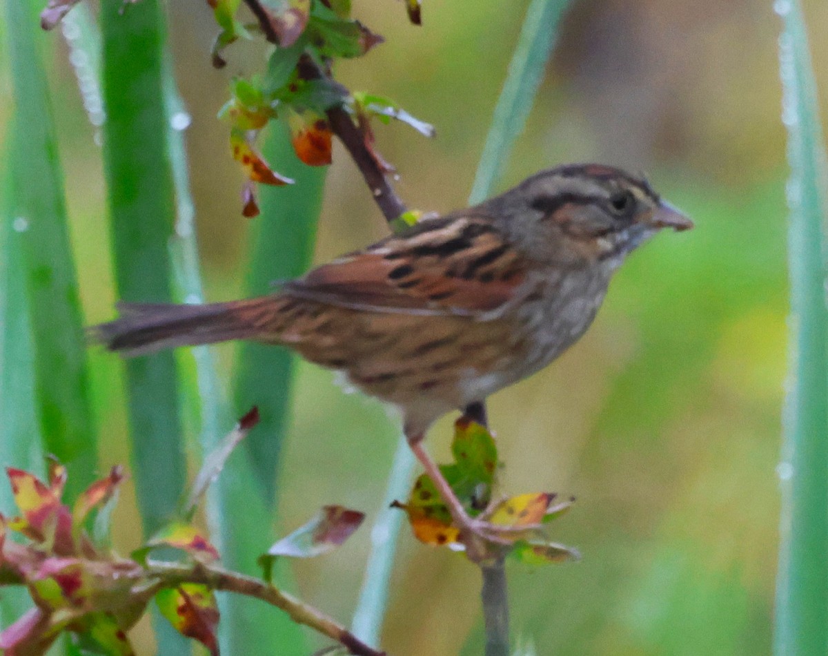 Bataklık Serçesi - ML647792029