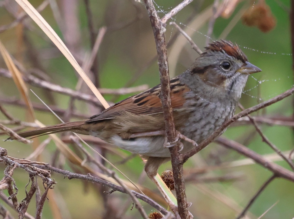 Bataklık Serçesi - ML647792030