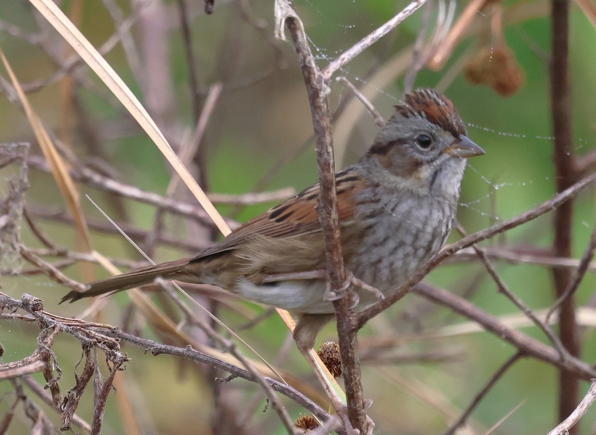 Bataklık Serçesi - ML647792031