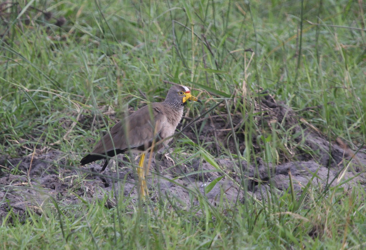 Afrika Kızkuşu - ML647792032