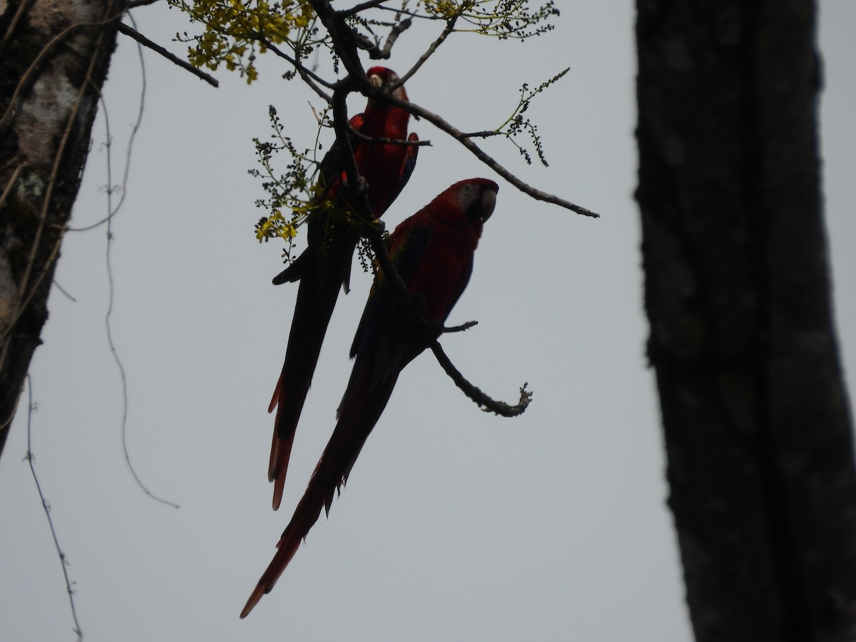 Karmen Rengi Ara - ML647792033