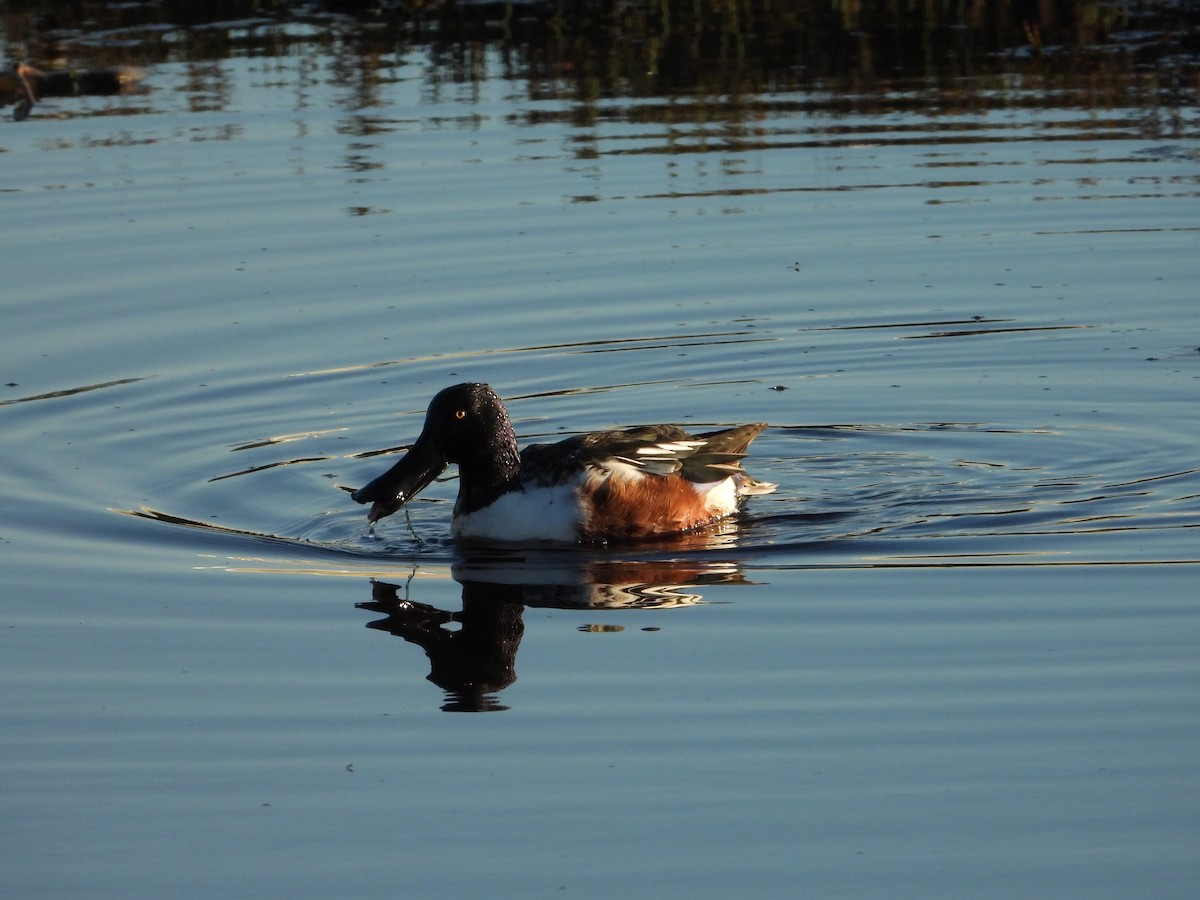 Kaşıkgaga - ML647792034