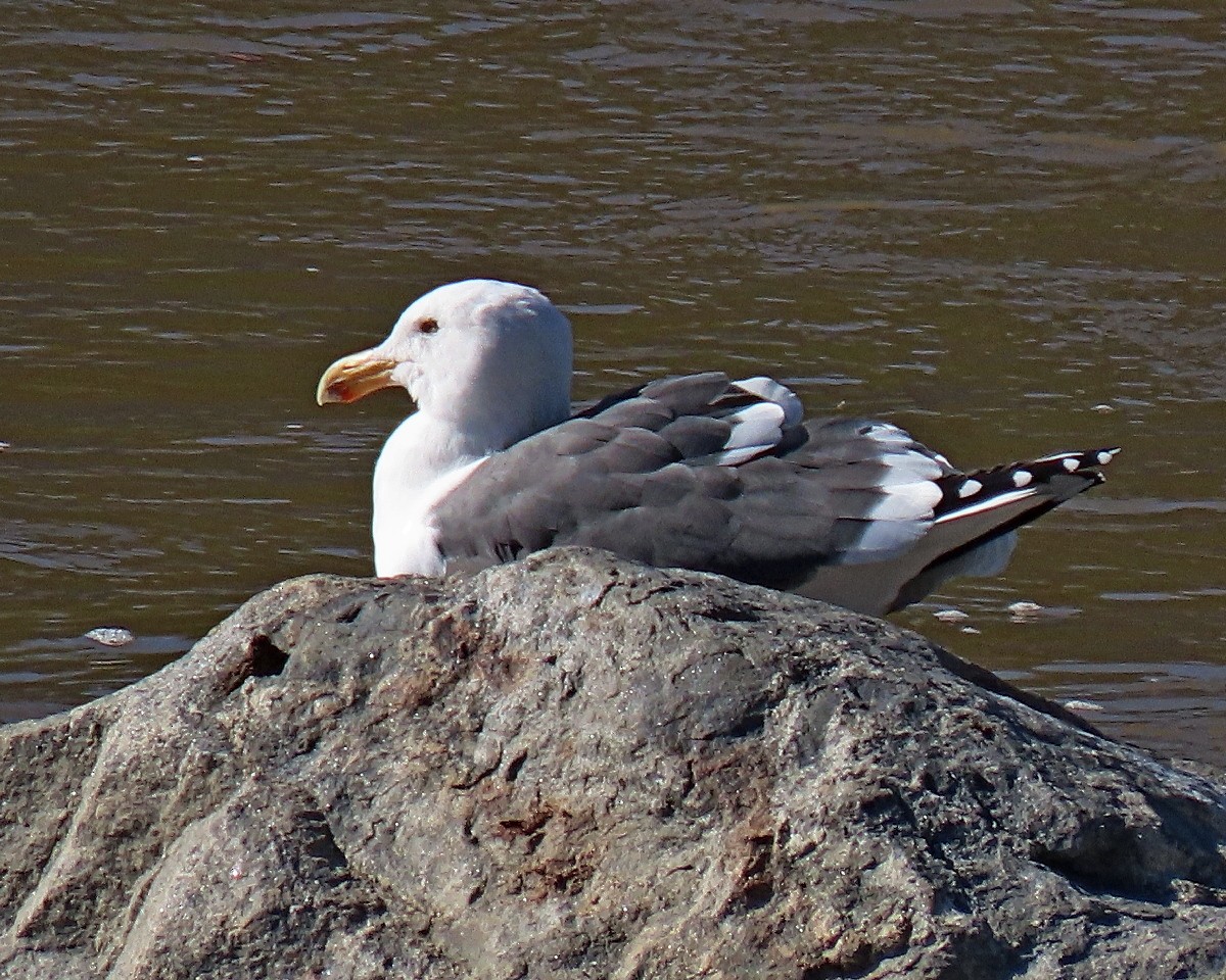 Batı Amerika Martısı - ML647792035