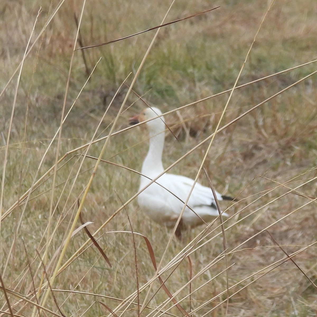 Kar Kazı - ML647792036