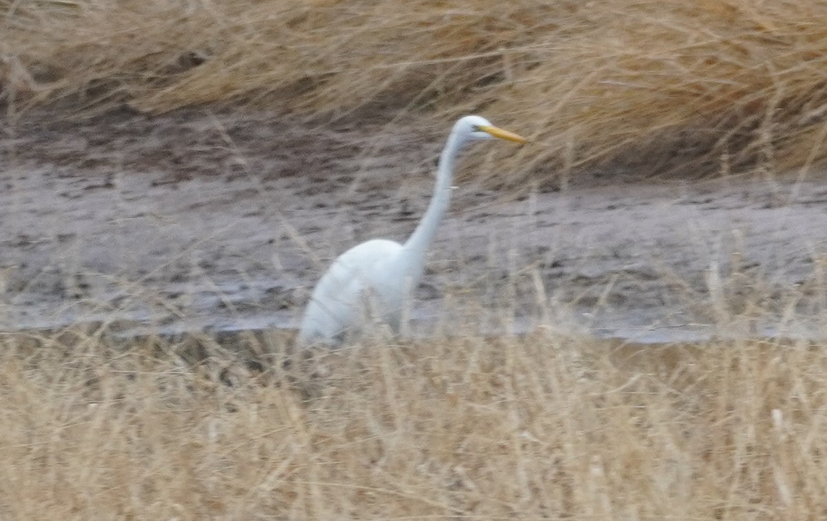 Büyük Ak Balıkçıl - ML647792037