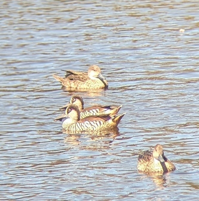 Zebra Ördeği - ML647792038