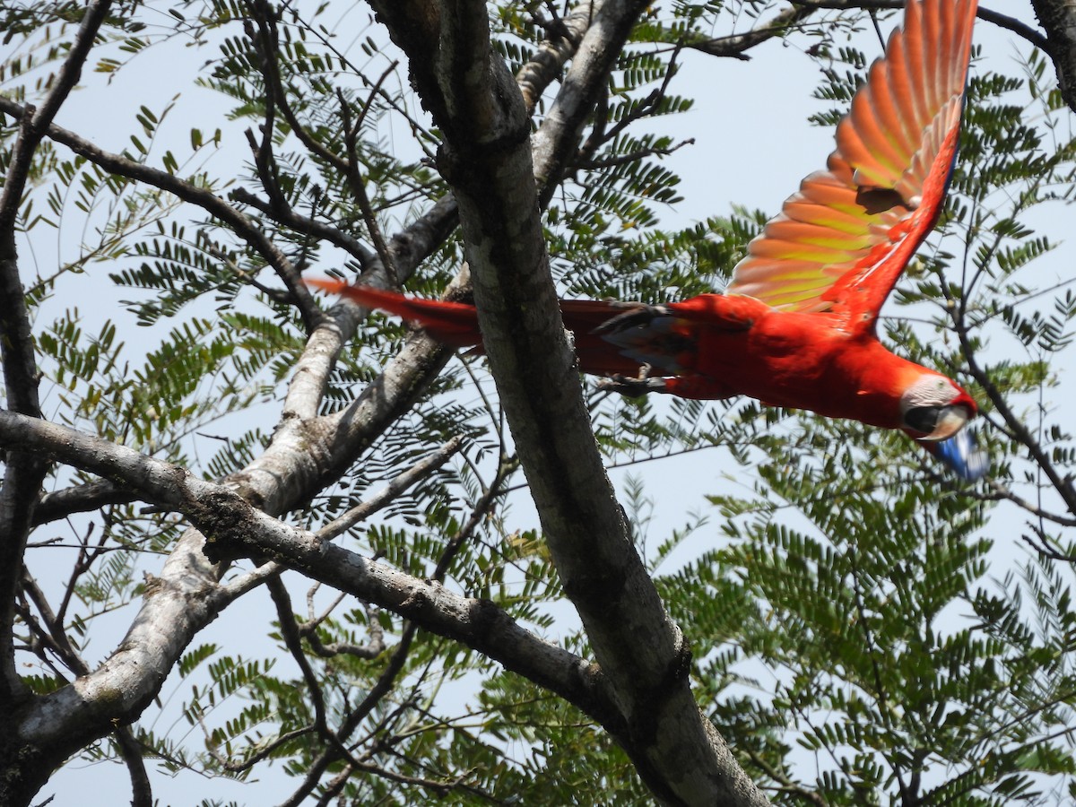 Karmen Rengi Ara - ML647792039