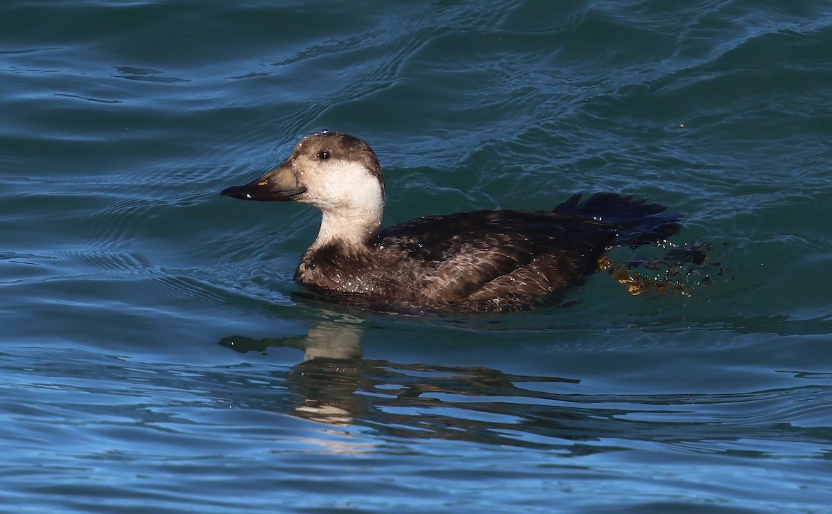 Amerika Kara Ördeği - ML647792040