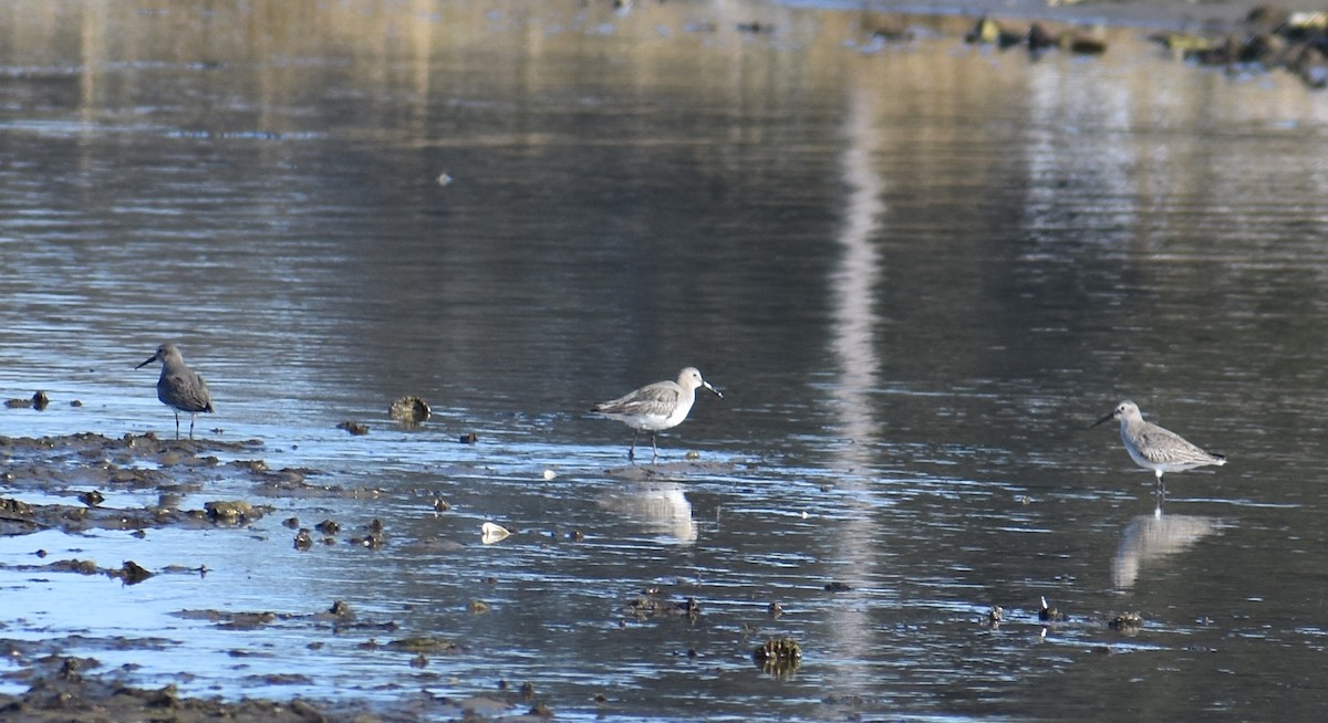 Kara Karınlı Kumkuşu - ML647792041