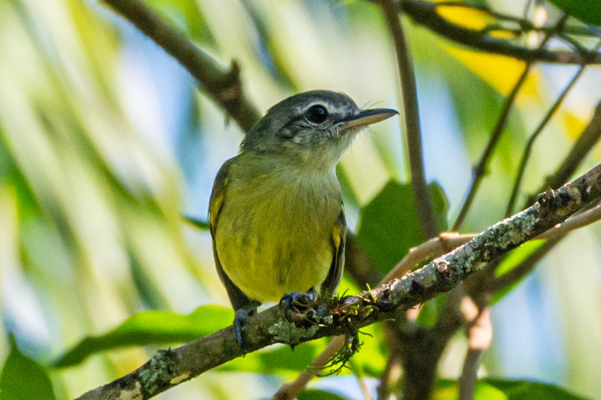 Sülfür Renkli Yassıgaga - ML647792042