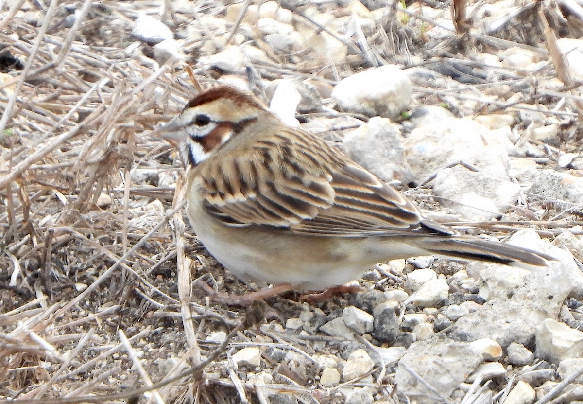 Toygar Serçesi - ML647792046