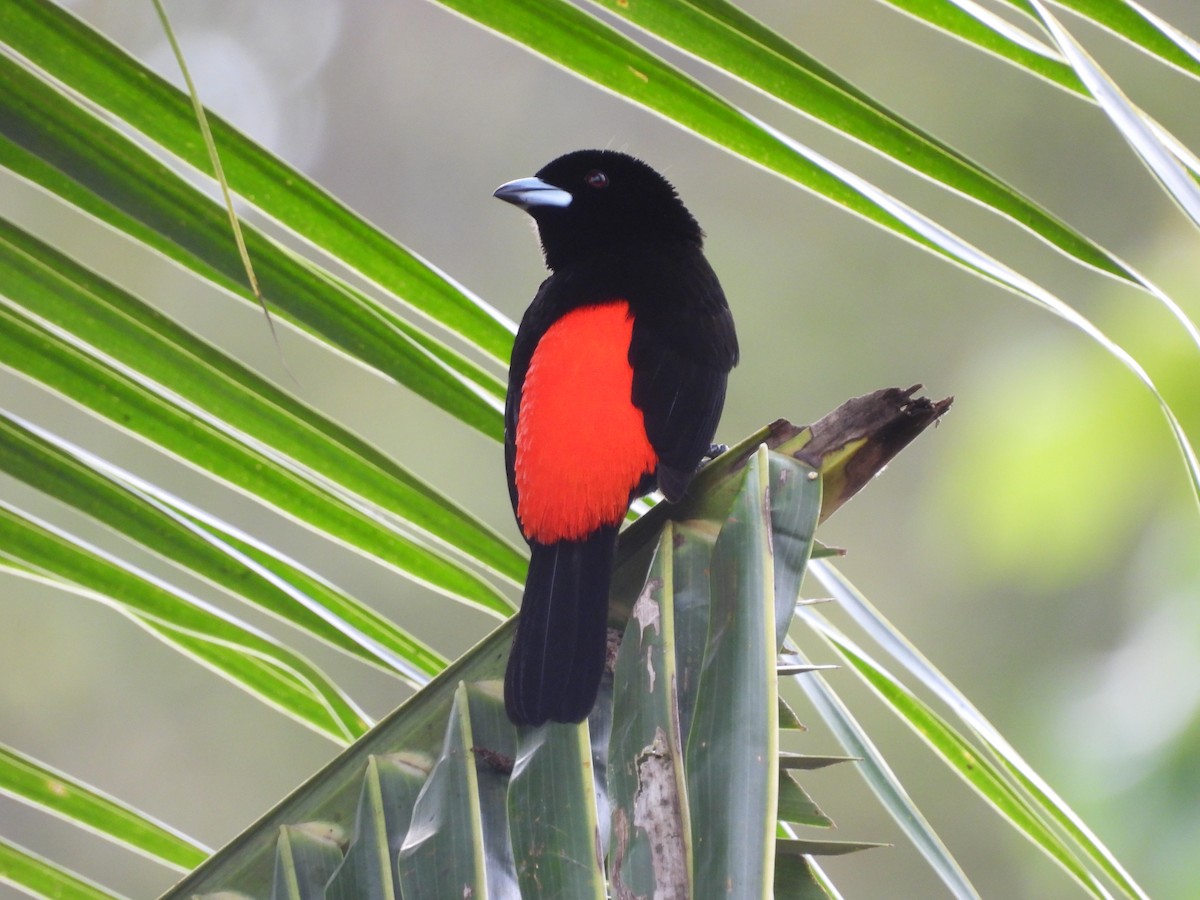 Al Sokumlu Tangara - ML647792047