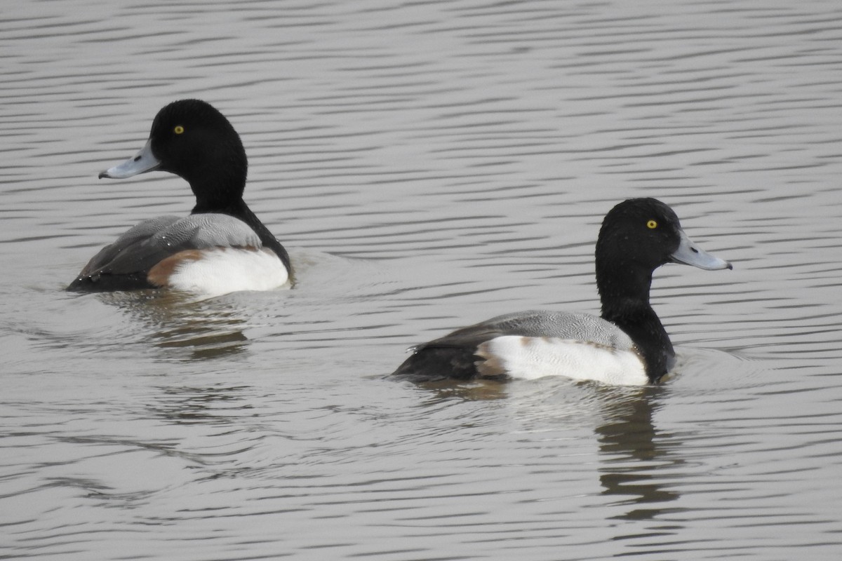 bergand - ML647792118