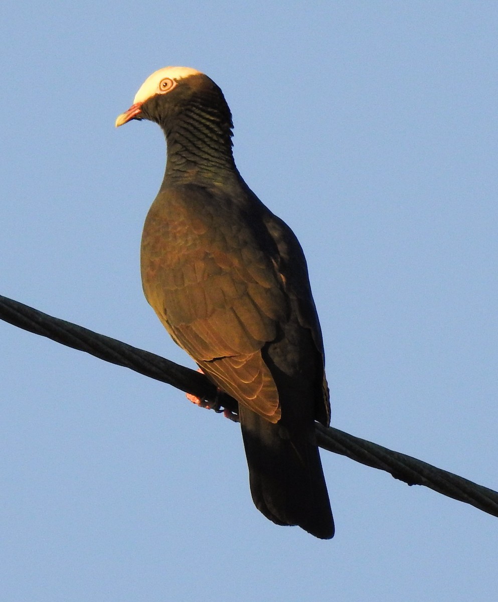 holub antilský - ML647792137