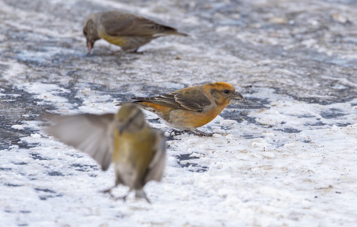 Çaprazgaga - ML647792150