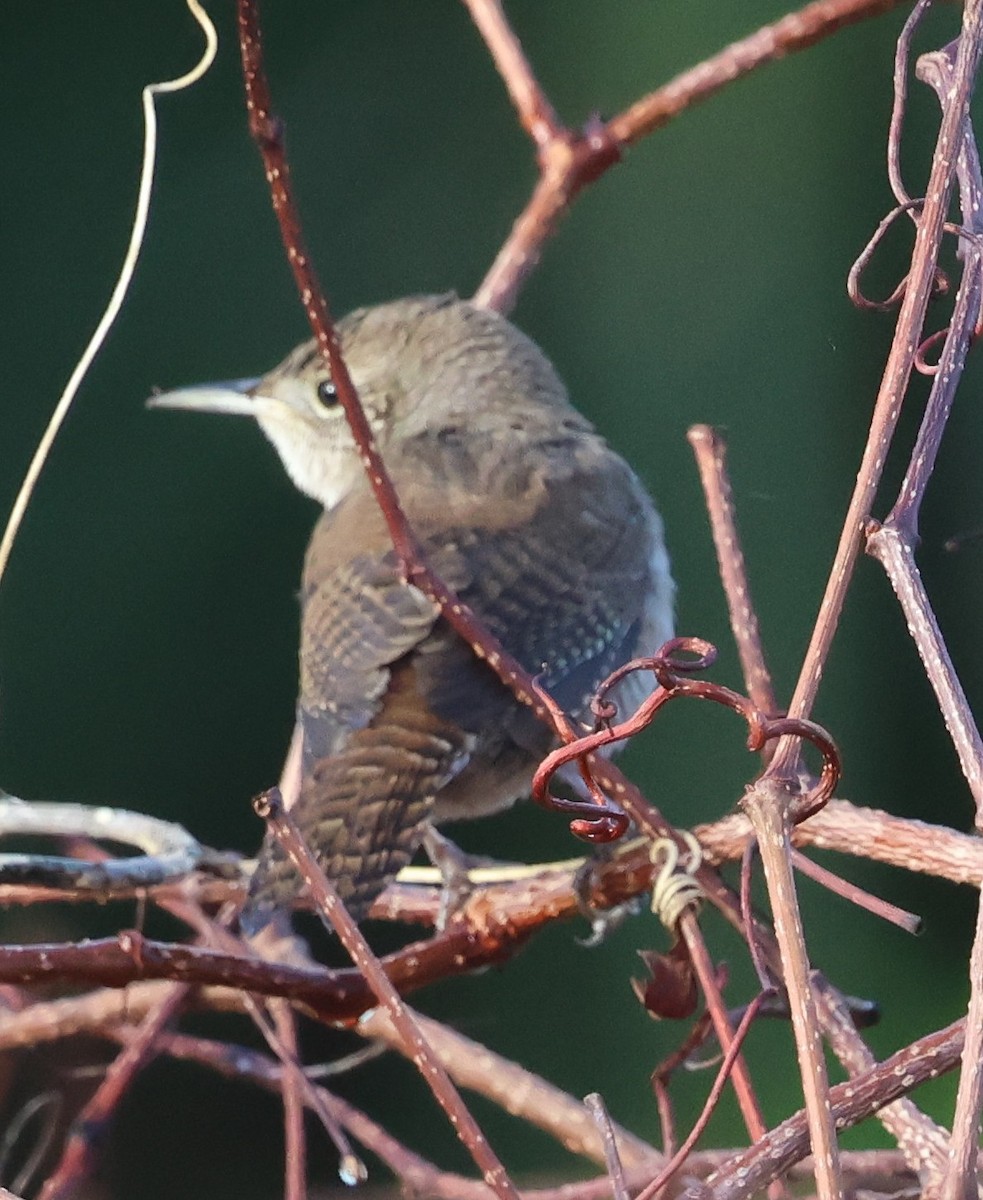 Northern House Wren - ML647792153