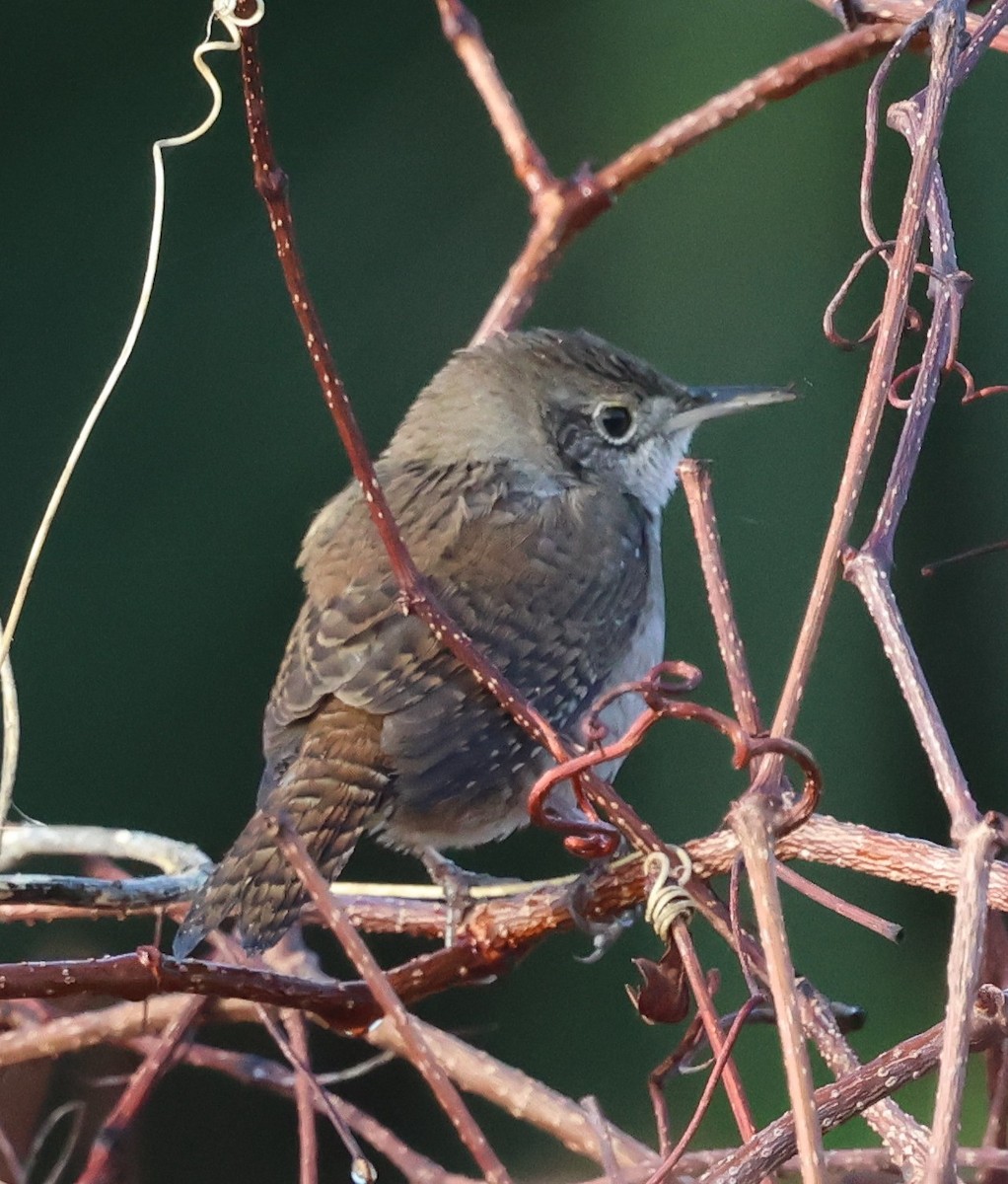 Northern House Wren - ML647792154