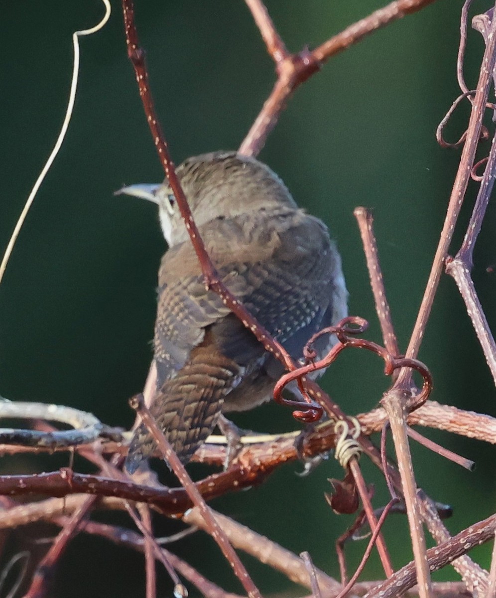 Northern House Wren - ML647792155