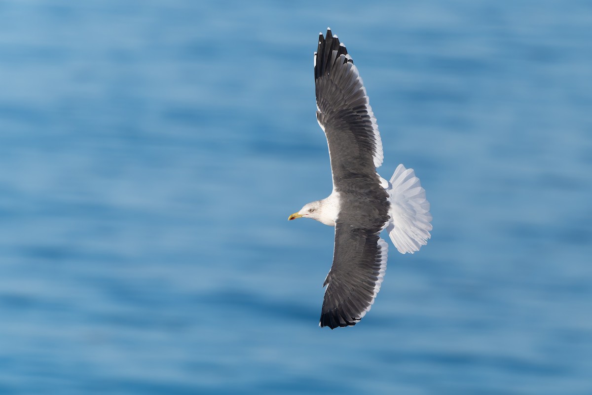 Lesser Black-backed Gull - ML647792169