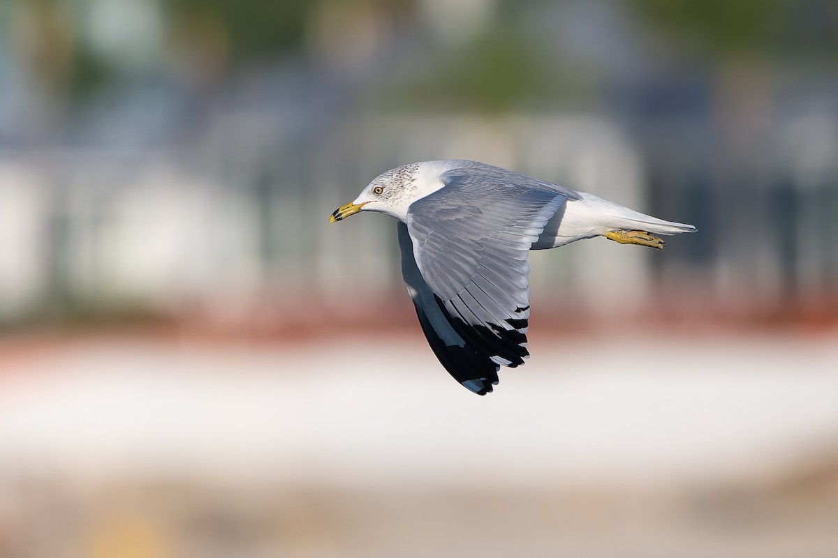 Ring-billed Gull - ML647792177