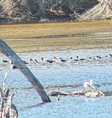 brunhodeavosett - ML647792181