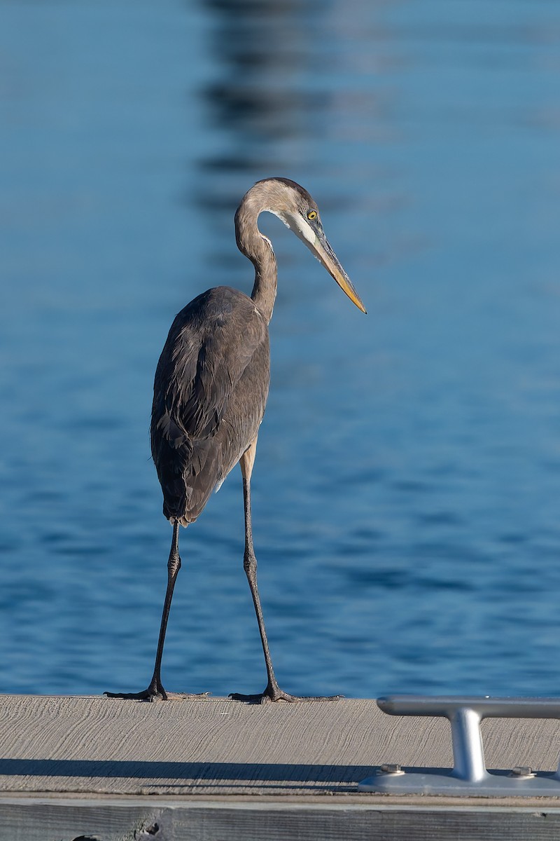 Great Blue Heron - ML647792244