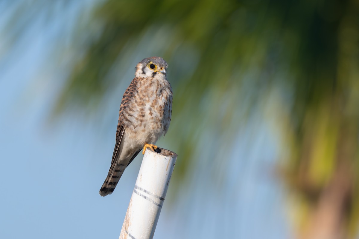 American Kestrel - ML647792259