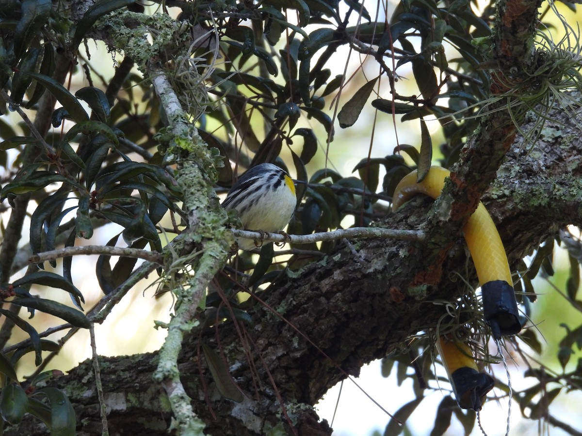 Yellow-throated Warbler - ML647792353