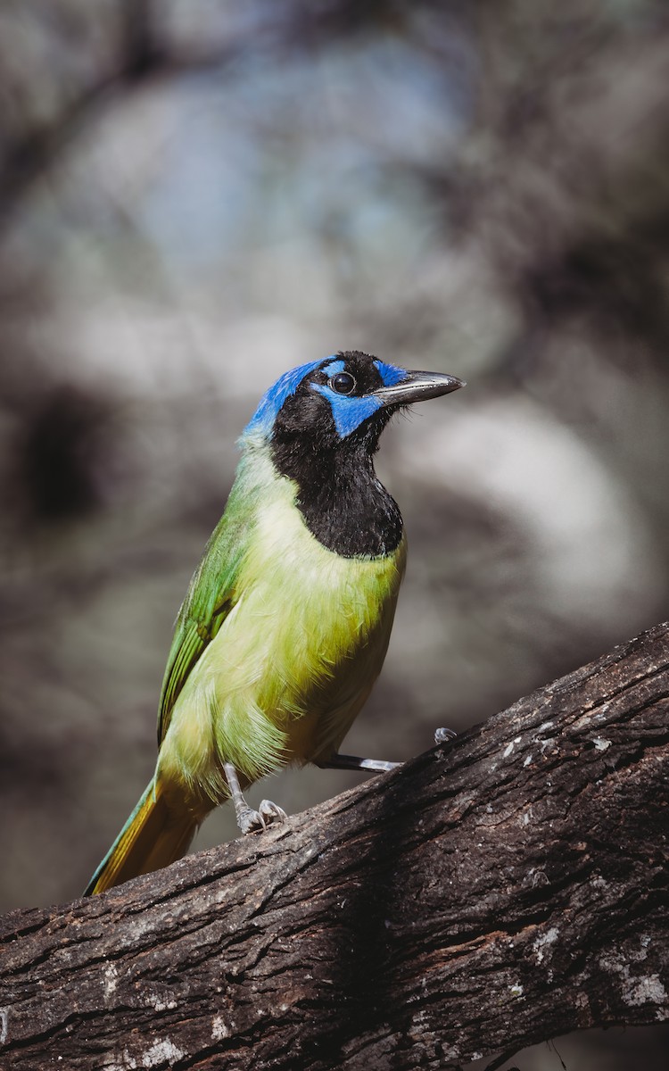 インカサンジャク - ML647792369