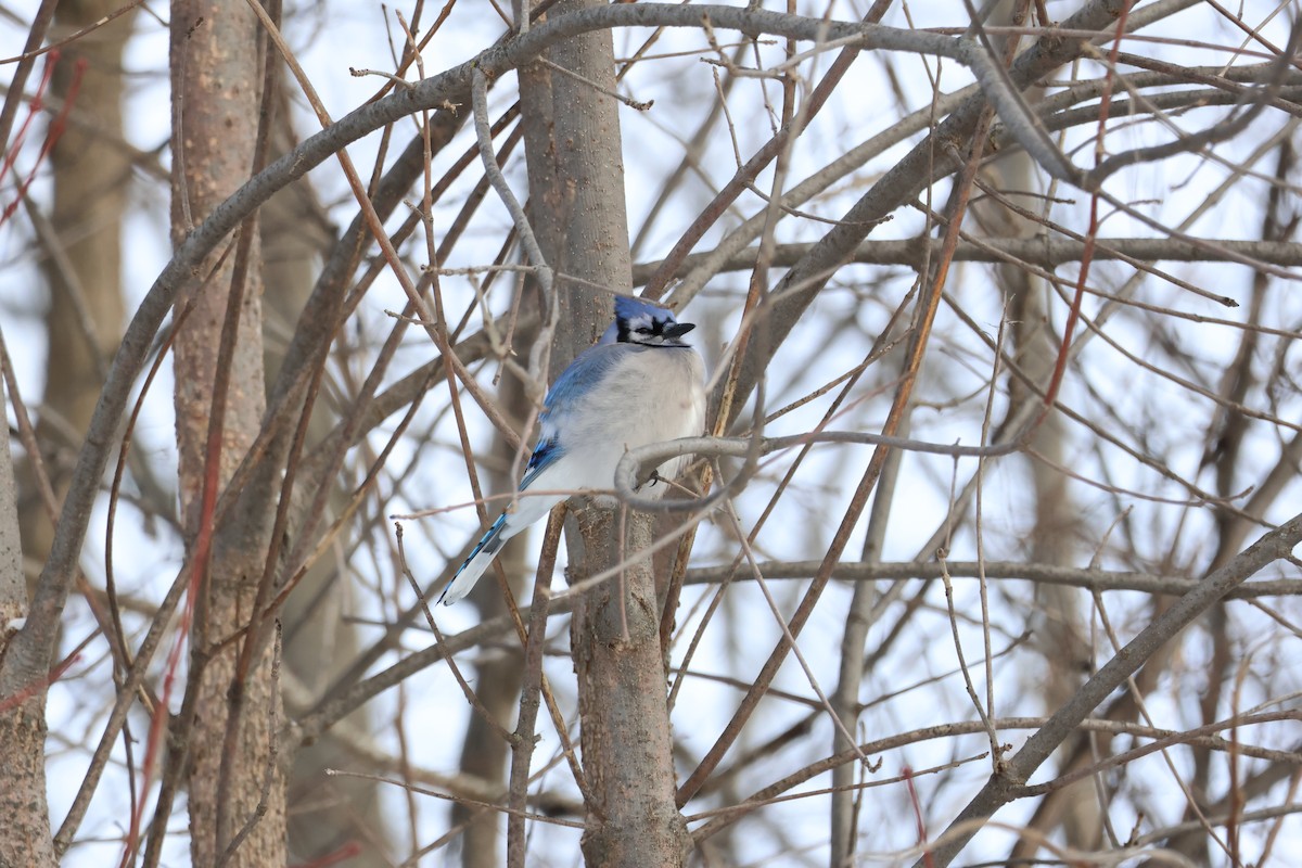 Blue Jay - ML647792391
