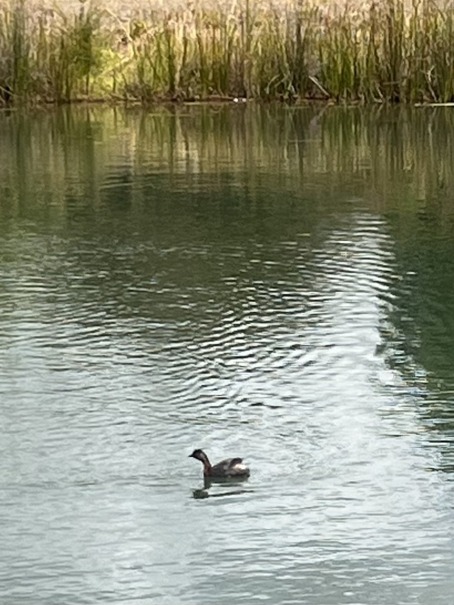 Пірникоза новозеландська - ML647792392