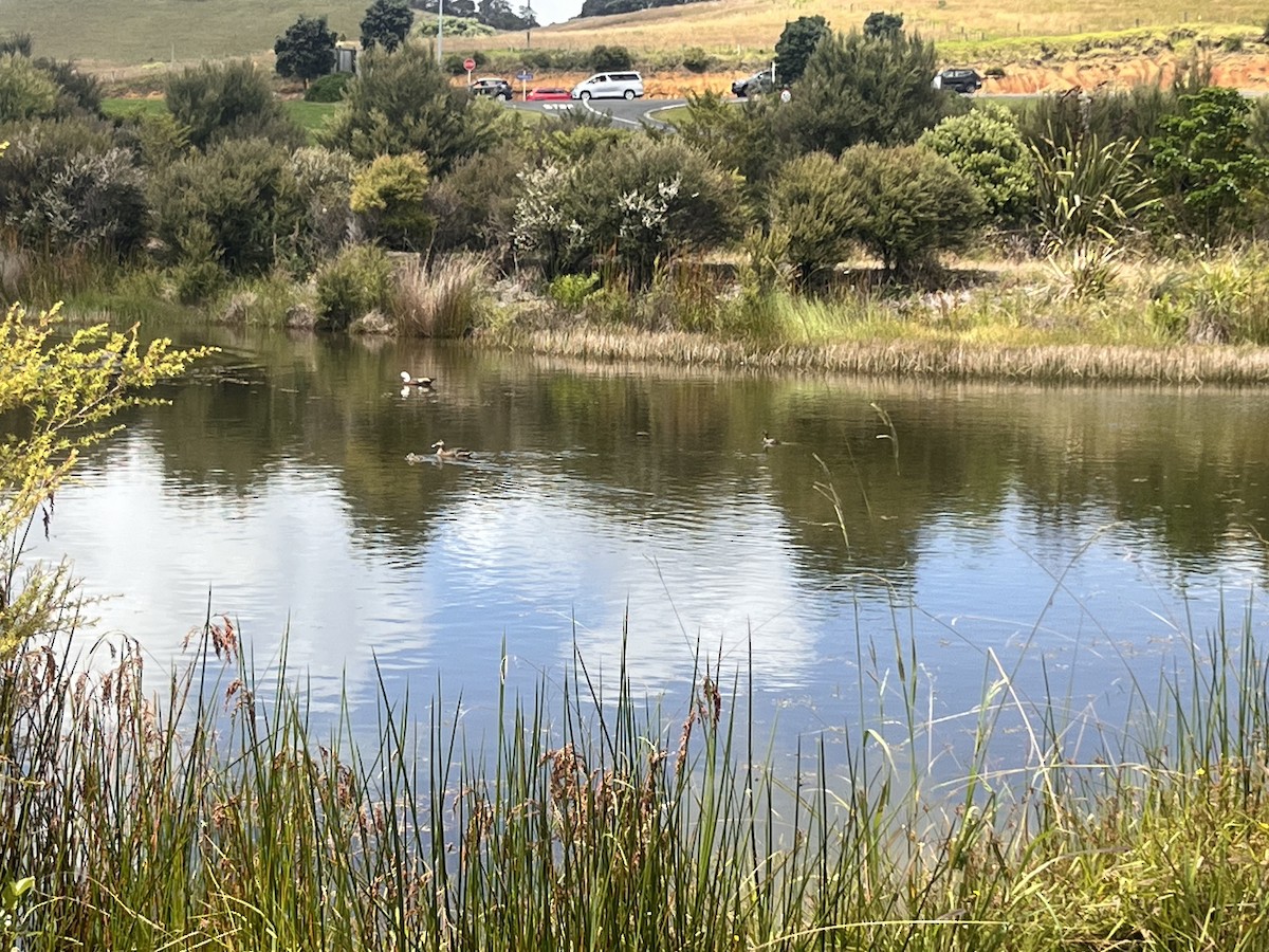 Пірникоза новозеландська - ML647792393