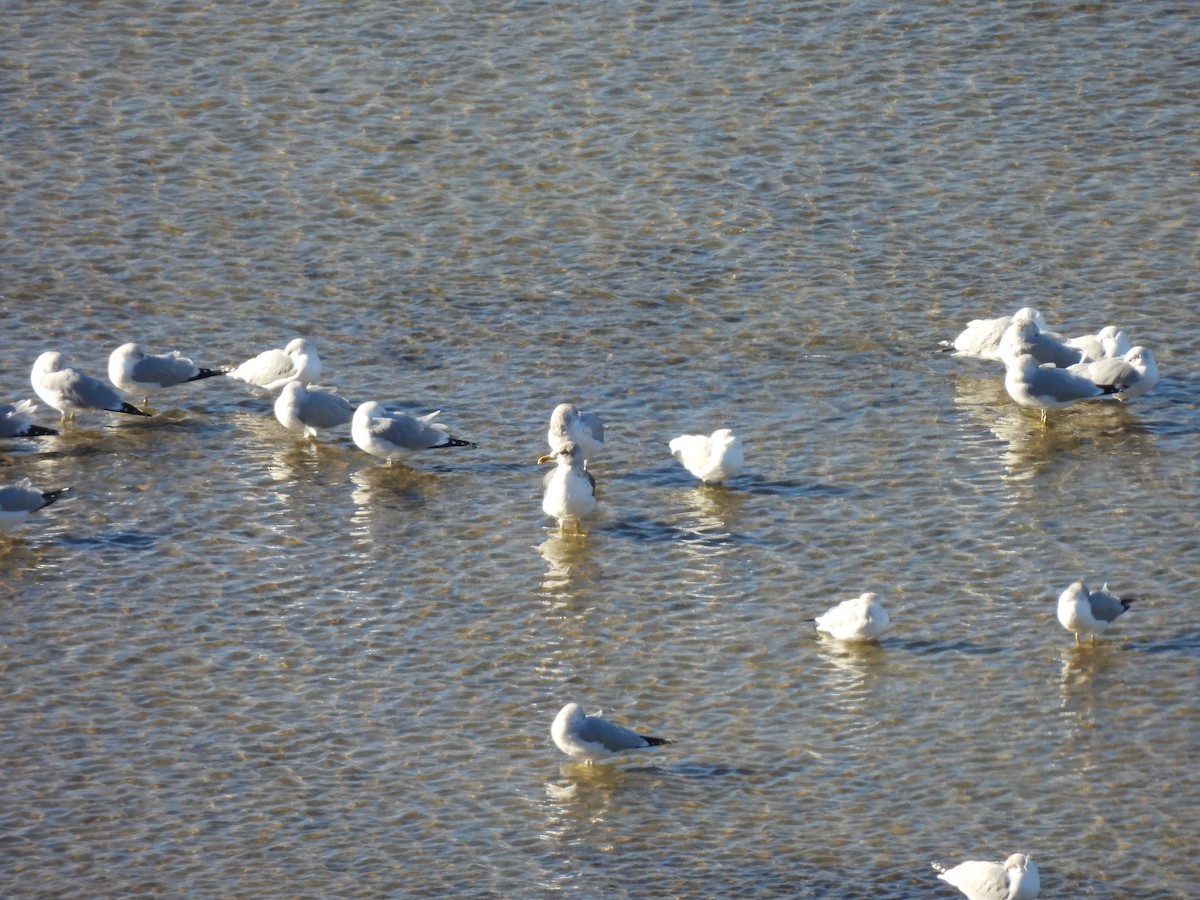 Lesser Black-backed Gull - ML647792404