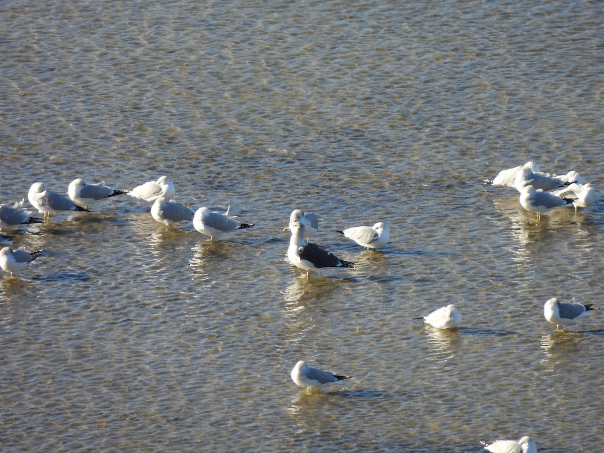 Lesser Black-backed Gull - ML647792405