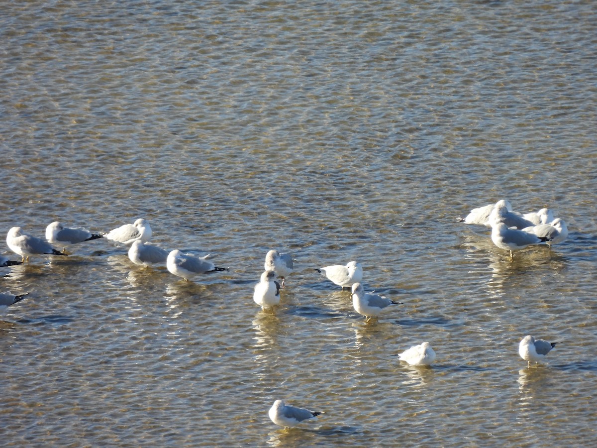 Lesser Black-backed Gull - ML647792406