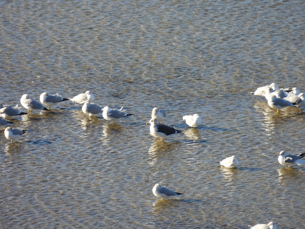 Lesser Black-backed Gull - ML647792407