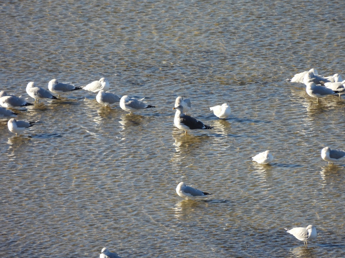 Lesser Black-backed Gull - ML647792408