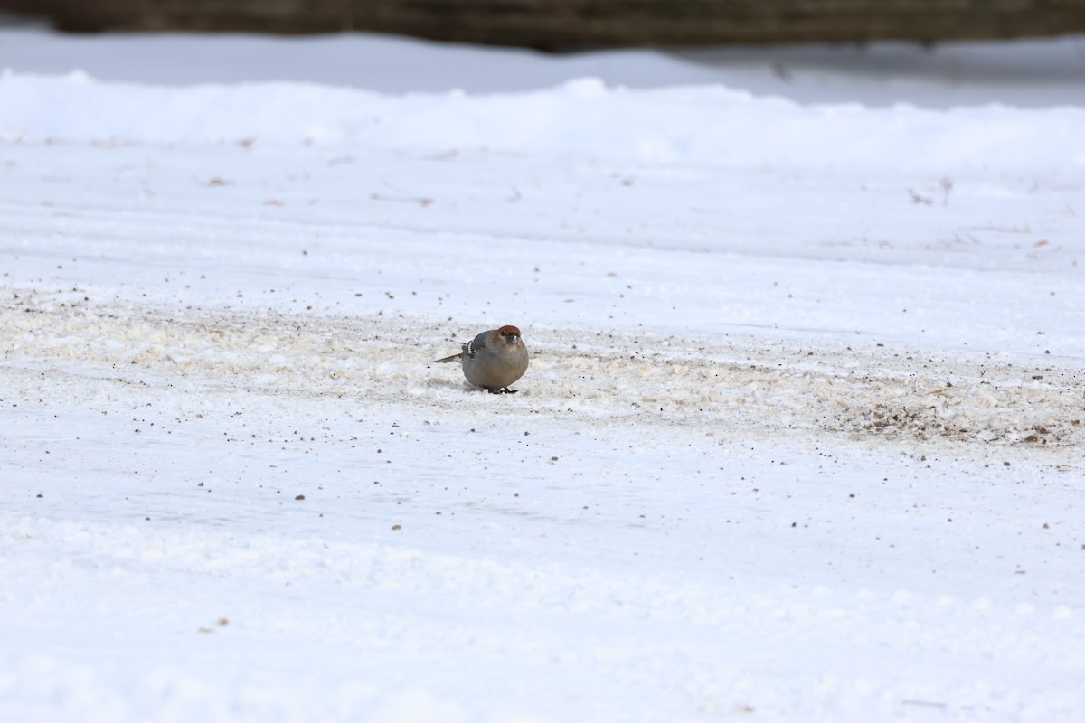 Pinu-gailupa - ML647792409