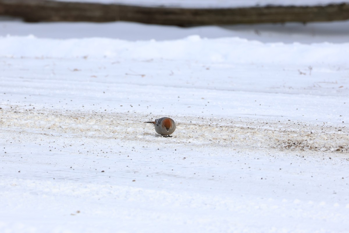 Pinu-gailupa - ML647792410