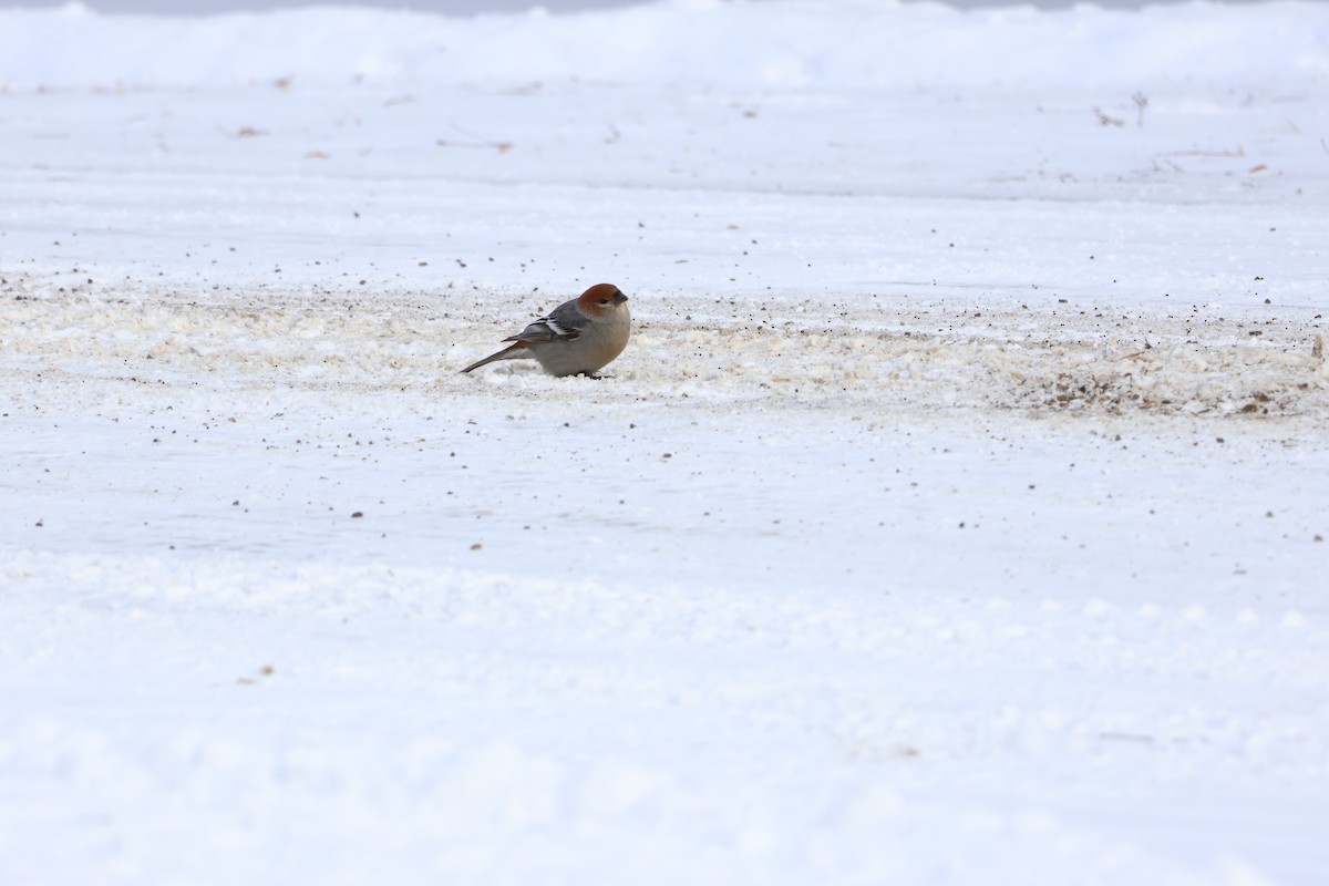 Pinu-gailupa - ML647792412