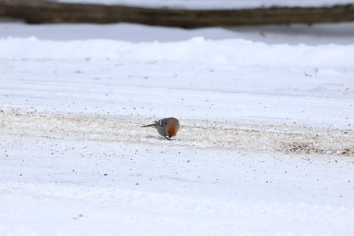 Pinu-gailupa - ML647792413