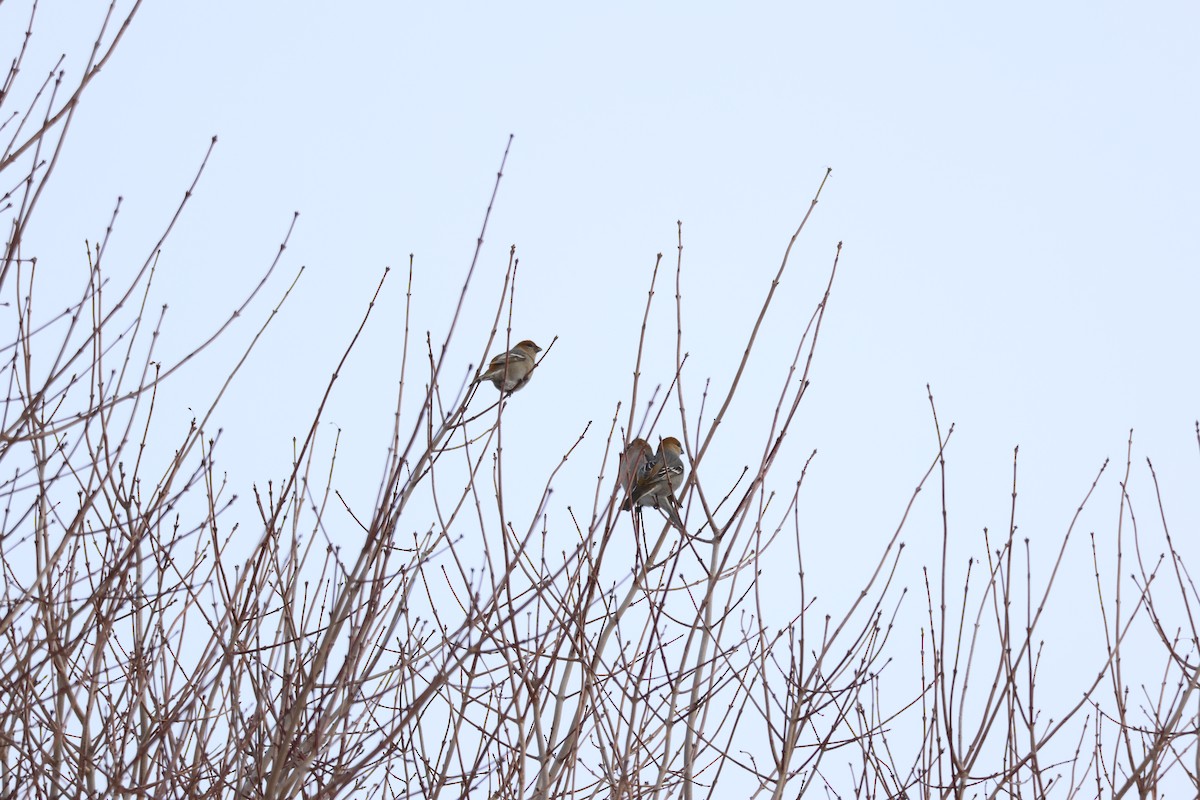 Pinu-gailupa - ML647792414