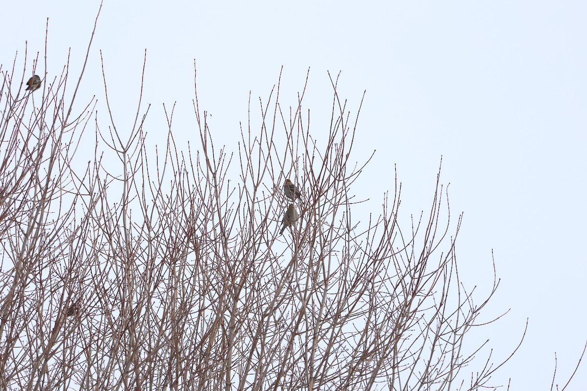 Pinu-gailupa - ML647792416